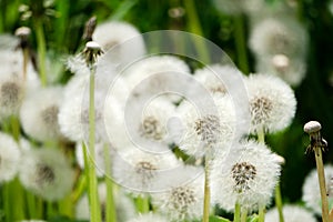 Dandelions snuggled in the grass Tarataxum officinale . Close up view. Selective focus