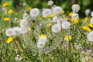 Dandelions, sow thistle or Sonchus oleraceus heads spreading seeds in a meadow