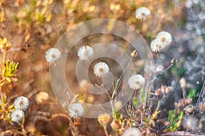 Dandelions in spring