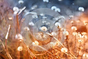 Dandelions in spring and colors photo