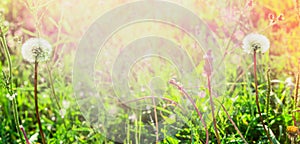 Dandelions on spring field in the sun, summer blurred background banner for website selected focus, blur, summer, spring, sun