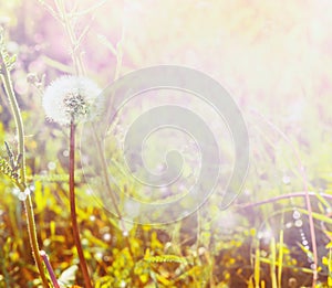 Dandelions on spring field in the sunlight, blurred spring background selected focus, blur, summer, spring, sun