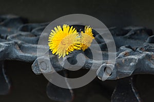 Dandelions, spring flowers, tracks tracks armored vehicles tank.