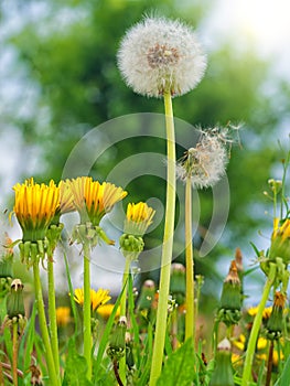 Dandelions in the spring meadow