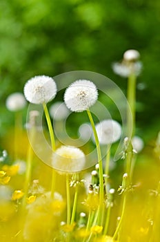 Dandelions, summer flowers