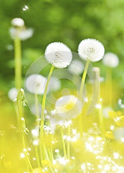 Dandelions, summer flowers