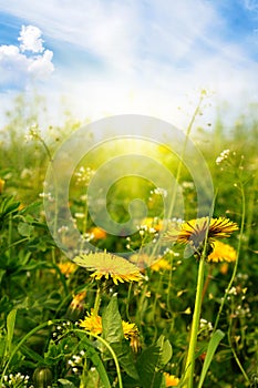 Dandelions sunlit