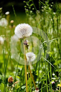 Dandelions on a sunny day.