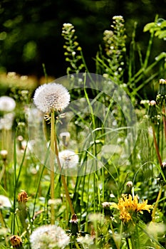 Dandelions on a sunny day.