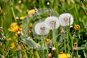 Dandelions on a sunny day.