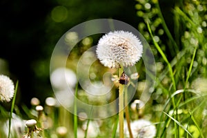 Dandelions on a sunny day.