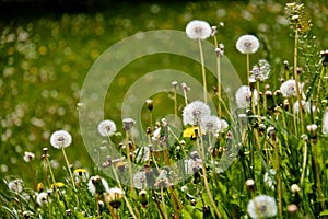 Dandelions on a sunny day.