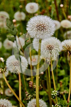 Dandelions on a sunny day.