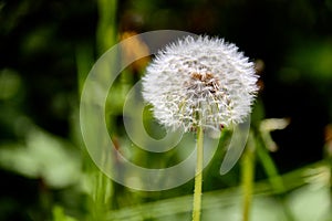 Dandelions on a sunny day.