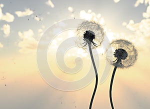 Dandelions In the Sunrise