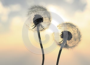 Dandelions In the Sunrise