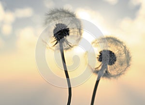 Dandelions In the Sunrise