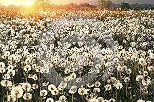 Dandelions at sunrise