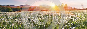 Dandelions at sunrise