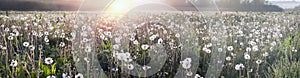 Dandelions at sunrise