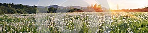 Dandelions at sunrise