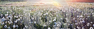 Dandelions at sunrise