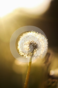 Dandelions at Sunset