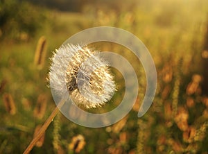 Dandelions at sunset