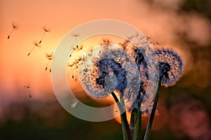 Dandelions on sunset background