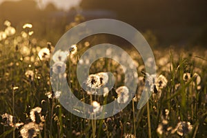 Dandelions at sunset