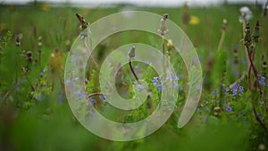 dandelions swaying in the wind in the green grass cloudy picture