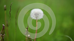 dandelions swaying in the wind in the green grass cloudy picture