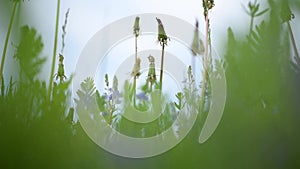 dandelions swaying in the wind in the green grass cloudy picture