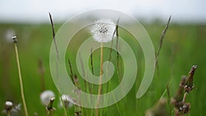 dandelions swaying in the wind in the green grass cloudy picture