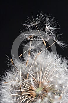 Dandelions taking flight