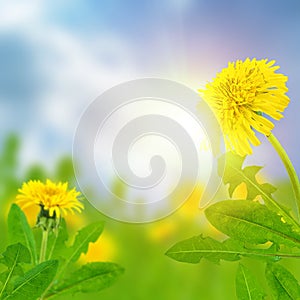 Dandelions (taraxacum officinale)