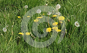 Dandelions taraxacum officinale flowers seedheads