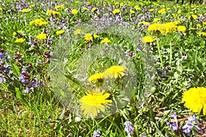 Dandelions, Taraxacum officinale in the grass