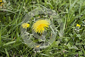 Dandelions Taraxacum Officinale in the grass