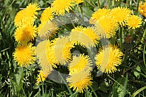 Dandelions Taraxacum officinale yellow flowers close-up in nature