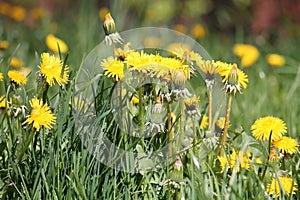 Dandelions Taraxacum officinale yellow flowers close-up in nature