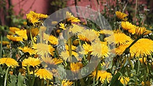 Dandelions Taraxacum officinale yellow flowers close-up in nature