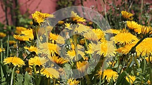 Dandelions Taraxacum officinale yellow flowers close-up in nature