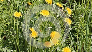 Dandelions Taraxacum officinale yellow flowers close-up in nature