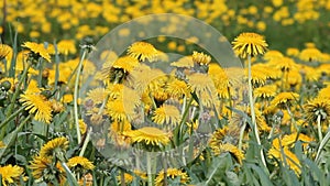 Dandelions Taraxacum officinale yellow flowers close-up in nature