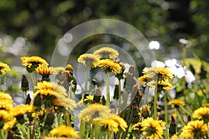 Dandelions Taraxacum officinale yellow flowers in wild