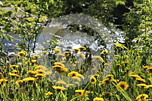 Dandelions Taraxacum officinale yellow flowers in wild