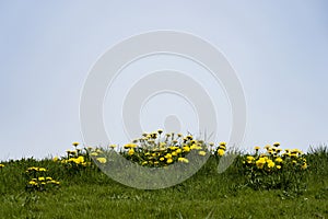 Dandelions on the top of a hill with sky behind