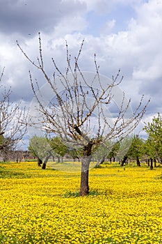 Dandelions and tree