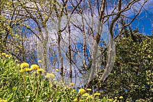 Dandelions, trees and the sky photo